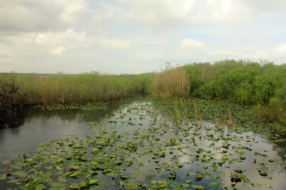 A quite pond with lilly pads floating on the surface and brush in the background.